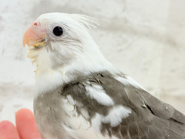 【最新画像更新🪄】オセロカラーの元気っ子怪獣🐣🖤🤍オカメインコ(WFパイド) ヒナ 【最新画像更新🪄】オセロカラーの元気っ子怪獣🐣🖤🤍オカメインコ(WFパイド) ヒナ