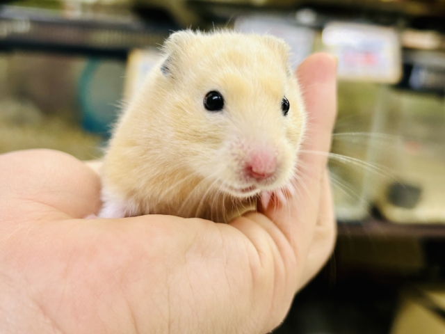 ゴールデンハムスター