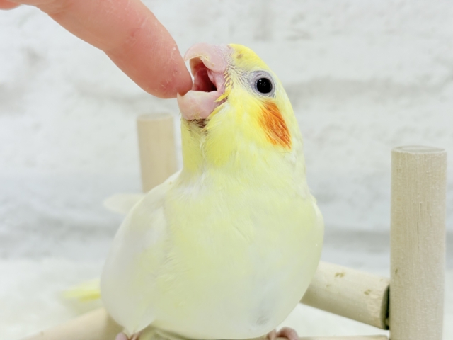 オカメインコ