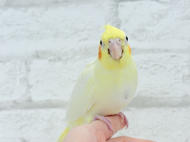 オカメインコ