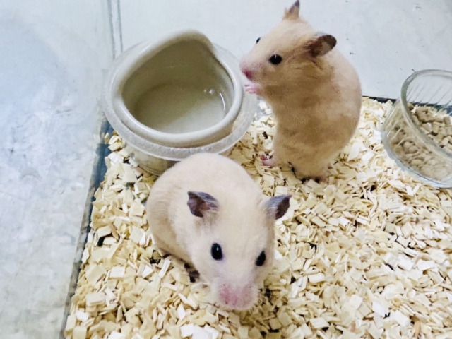 ゴールデンハムスター