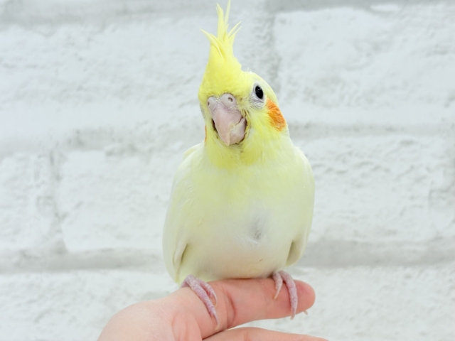 オカメインコ
