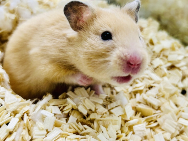 ゴールデンハムスター