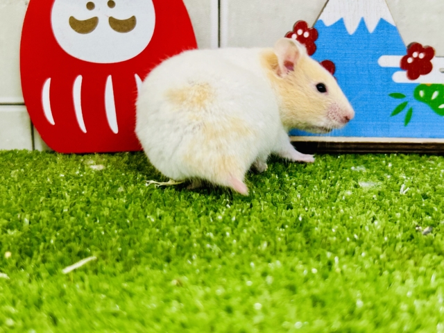 ゴールデンハムスター