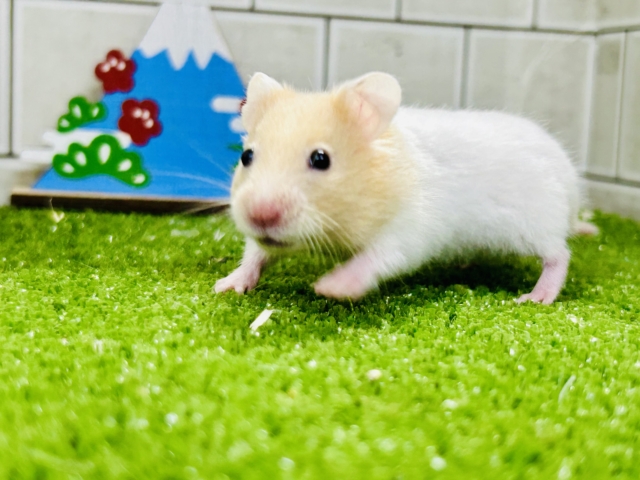 ゴールデンハムスター