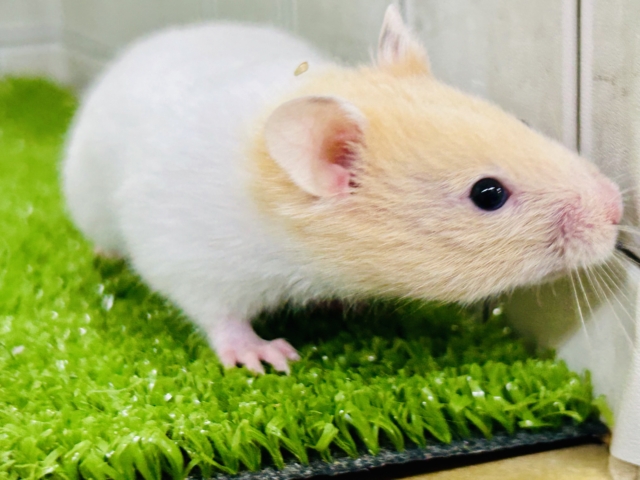 ゴールデンハムスター