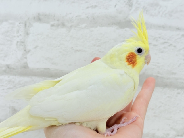 オカメインコ