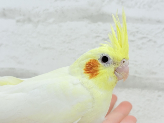 オカメインコ