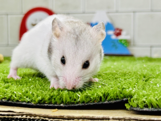 ゴールデンハムスター