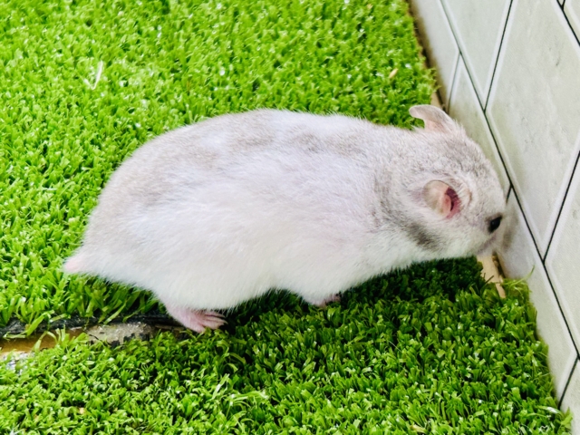 ゴールデンハムスター