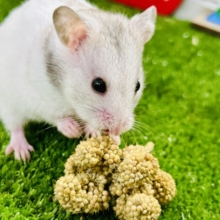 ギラッとシルバー系？？　カラーハムスター