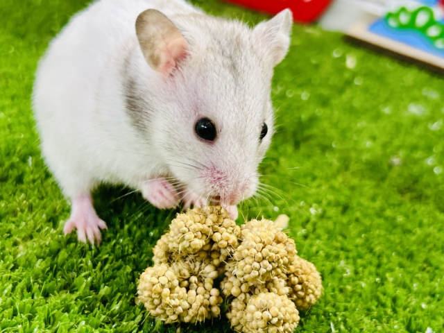 ギラッとシルバー系？？　カラーハムスター