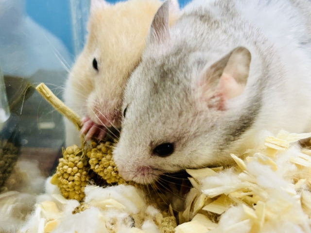 ゴールデンハムスター