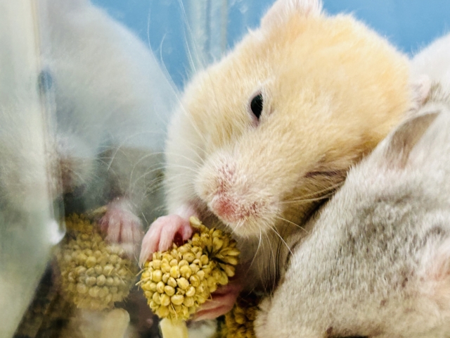 ゴールデンハムスター