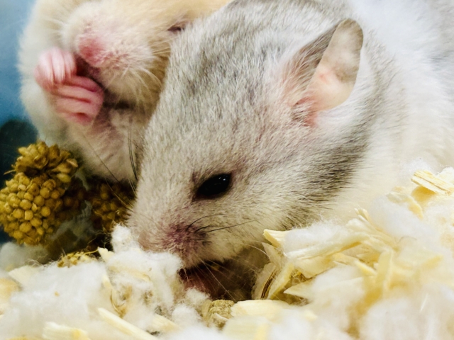 ゴールデンハムスター