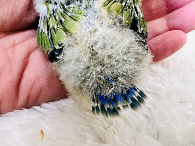 コザクラインコ（小桜インコ）