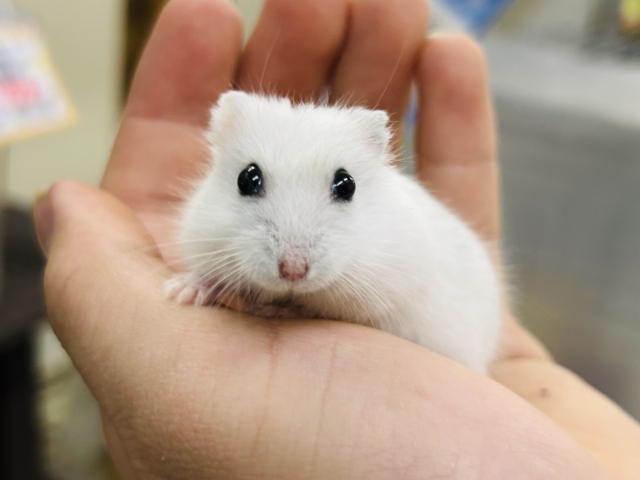 ドワーフハムスター