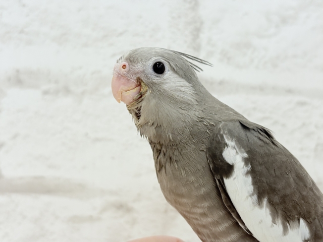 【最新画像・動画更新🪄ひとり餌になりました☆】今は可愛い恐竜さん🐣おとなになったらかっこいい恐竜さん🐥オカメインコ(ホワイトフェイス) ヒナ オカメインコ