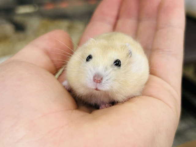 ドワーフハムスター