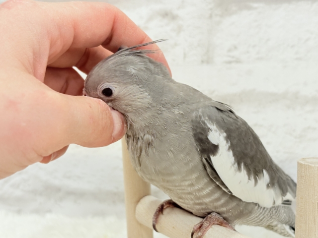 【最新画像・動画更新🪄ひとり餌になりました☆】今は可愛い恐竜さん🐣おとなになったらかっこいい恐竜さん🐥オカメインコ(ホワイトフェイス) ヒナ オカメインコ