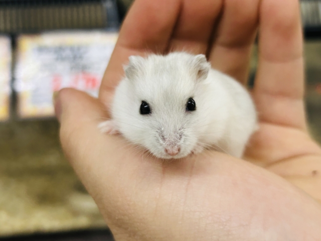 ドワーフハムスター