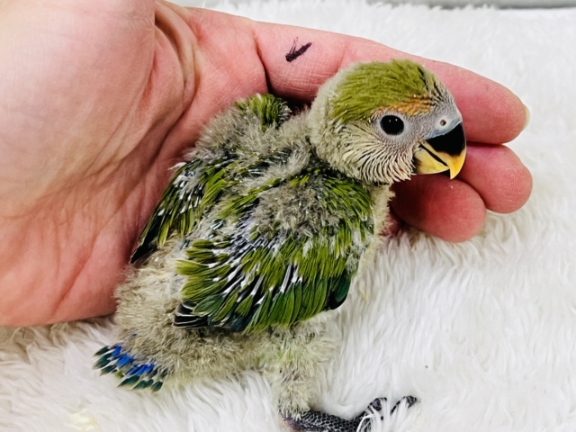 コザクラインコ（小桜インコ）