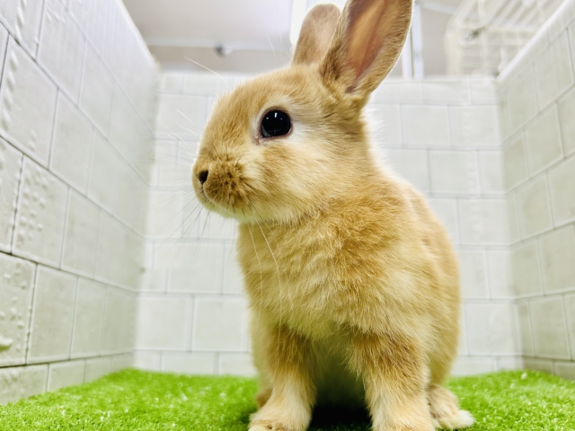 ネザーランドドワーフ