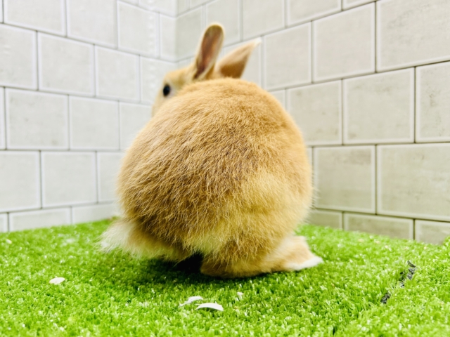 ネザーランドドワーフ