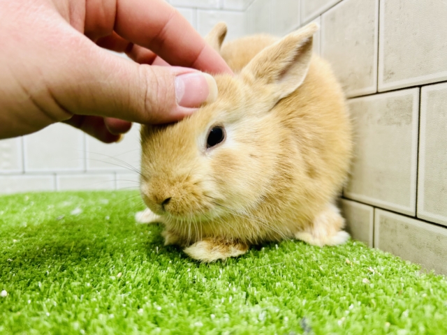 ネザーランドドワーフ