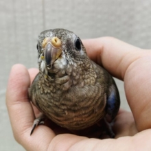最新画像有ります‼️隠れたブルー、ピンクがとっても素敵💓階段上手なアキクサインコがやってきました👏