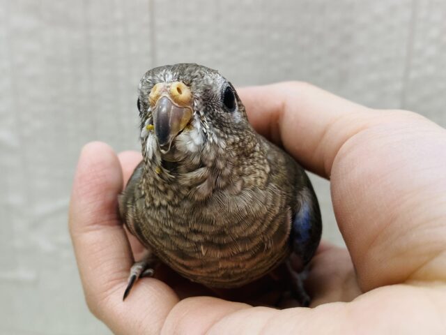 最新画像有ります‼️隠れたブルー、ピンクがとっても素敵💓階段上手なアキクサインコがやってきました👏