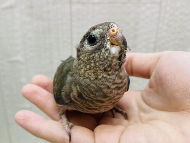 アキクサインコ（秋草インコ）