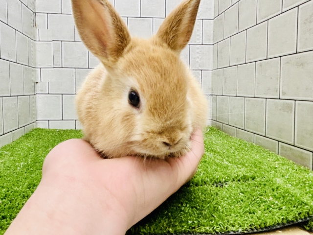 ネザーランドドワーフ