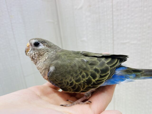 アキクサインコ（秋草インコ）