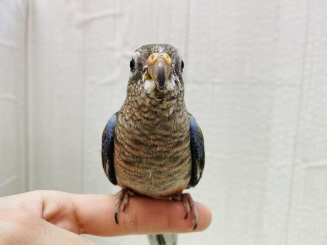 アキクサインコ（秋草インコ）