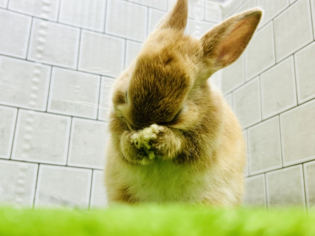 ネザーランドドワーフ