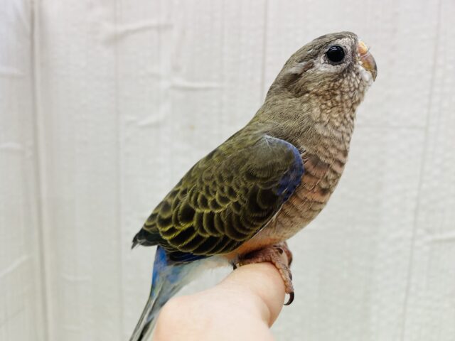 アキクサインコ（秋草インコ）