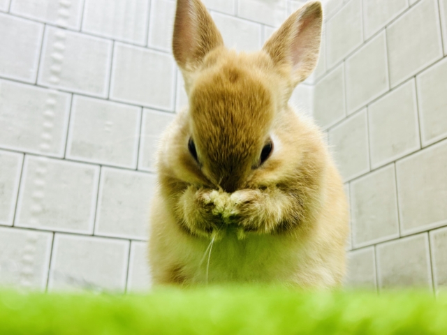 ネザーランドドワーフ