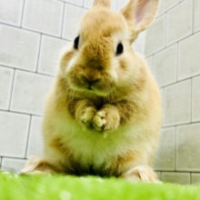 コロコロのみかんボール🍊　ネザーランドドワーフ