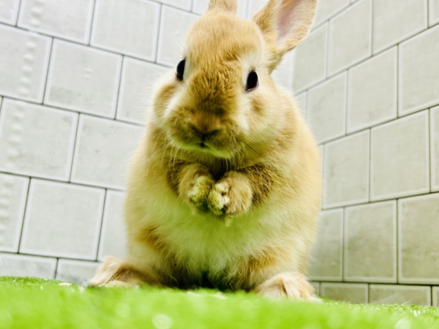 コロコロのみかんボール🍊　ネザーランドドワーフ