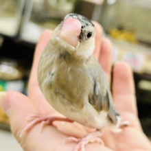 【最新画像更新☆☆】むっちり安心ボディさん(*^-^*)　桜文鳥