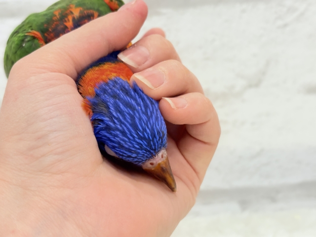 ゴシキセイガイインコ