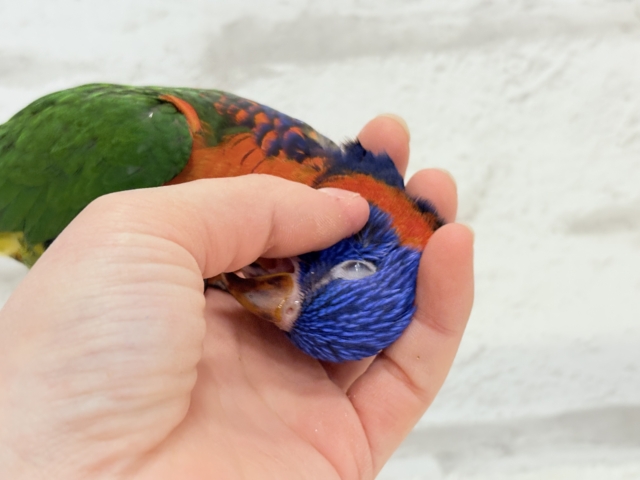 【最新画像更新🪄ひとり餌・カゴデビューしました☆】ハッピー!ラッキー!!キラキラバード🦜🪅ゴシキセイガイインコ ヒナ ゴシキセイガイインコ