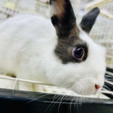 【最新画像更新☆☆】おにぎり🍙の具は何が好きですか？？　ミニウサギ