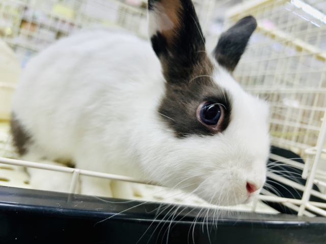 【最新画像更新☆☆】おにぎり🍙の具は何が好きですか？？　ミニウサギ