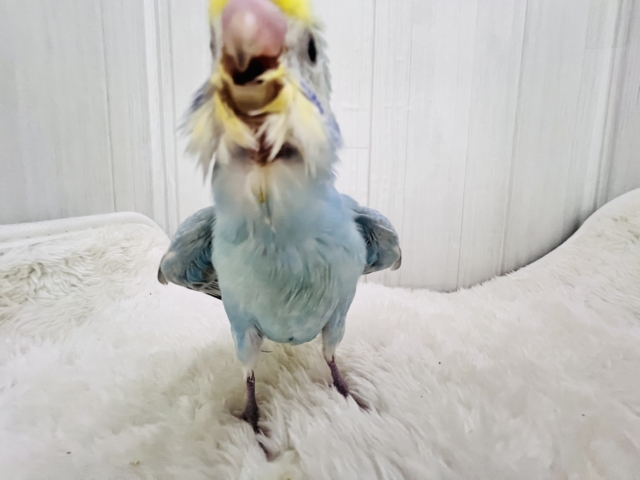 セキセイインコ