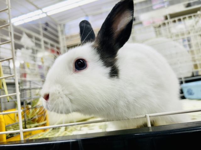 ミニウサギ