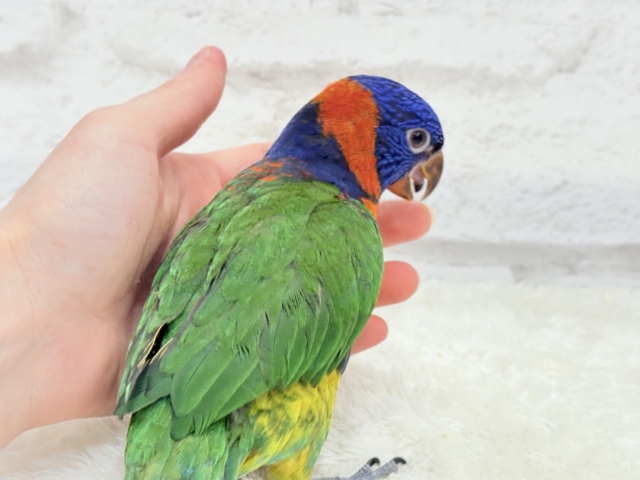 ゴシキセイガイインコ