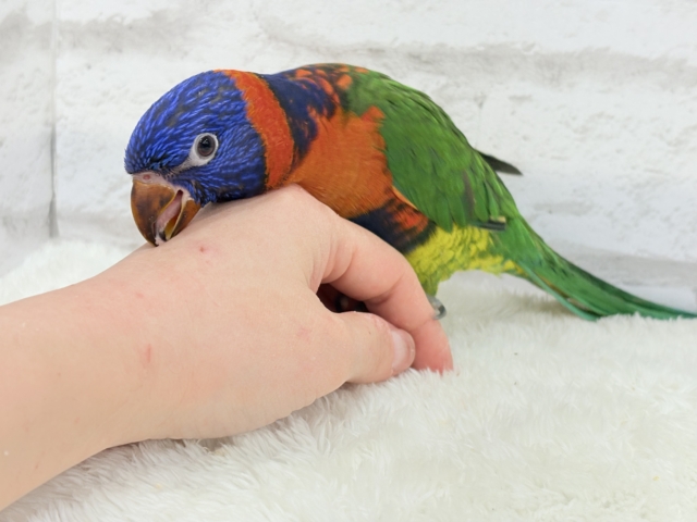 【最新画像更新🪄ひとり餌・カゴデビューしました☆】ハッピー!ラッキー!!キラキラバード🦜🪅ゴシキセイガイインコ ヒナ ゴシキセイガイインコ