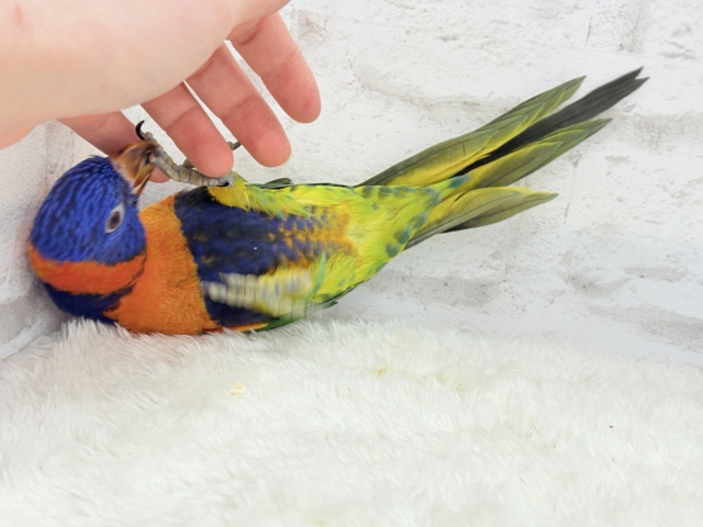 【最新画像更新🪄ひとり餌・カゴデビューしました☆】ハッピー!ラッキー!!キラキラバード🦜🪅ゴシキセイガイインコ ヒナ ゴシキセイガイインコ